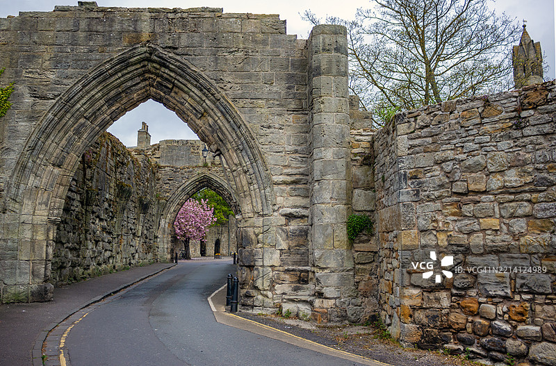 樱桃树盛开的悬崖。苏格兰圣安德鲁斯图片素材