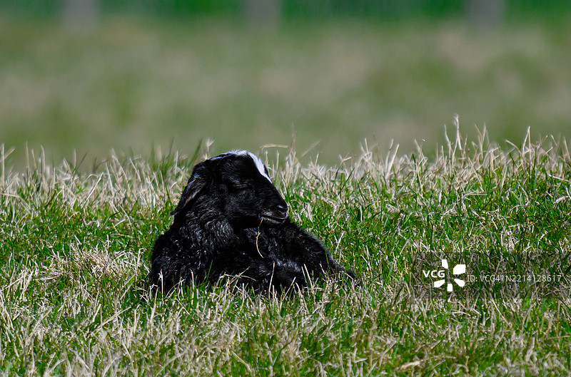 黑色的新生小羊正在休息图片素材