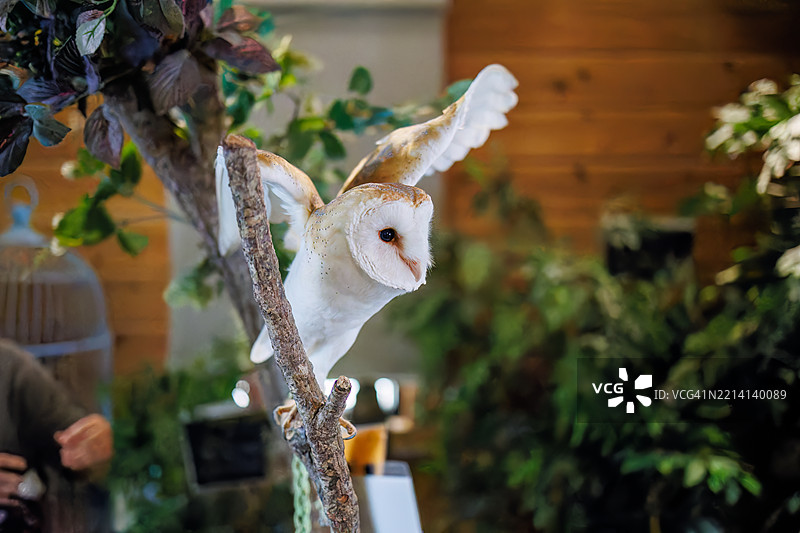 仓鸮，学名Tyto alba。图片素材