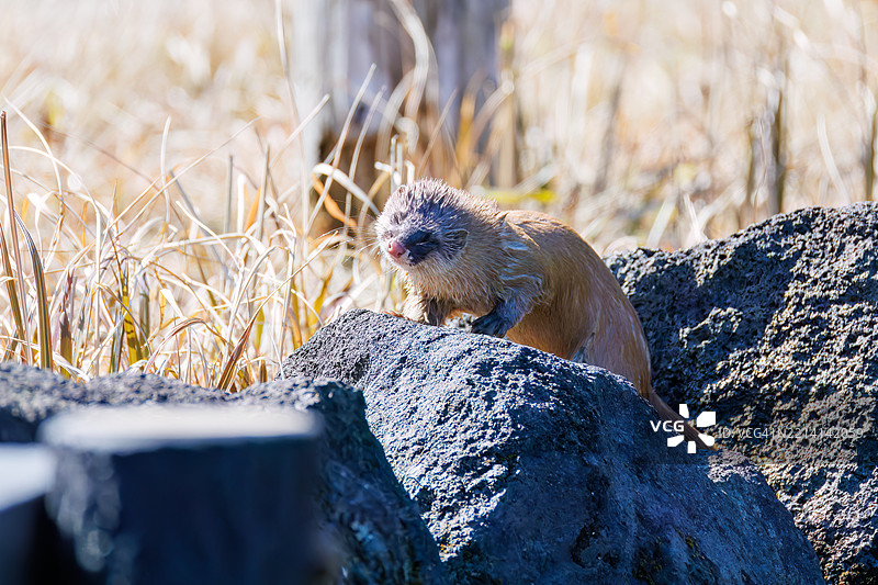 一只可爱的日本鼬鼠(Mustela itatsi,鼬科)。它跳进池塘里抓住了一只日本火腹蝾螈(Cynops pyrrhogaster)。图片素材