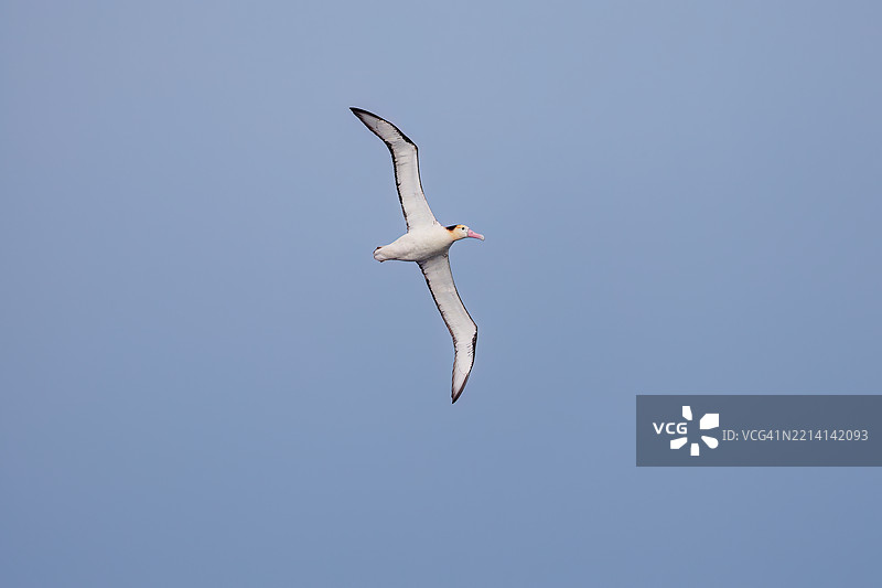 一只巨大的短尾信天翁（Phoebastria albatrus）在海岸外飞翔。翼展超过2米。图片素材