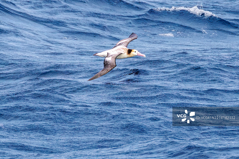 一只巨大的短尾信天翁（Phoebastria albatrus）在海岸外飞翔。翼展超过2米。图片素材