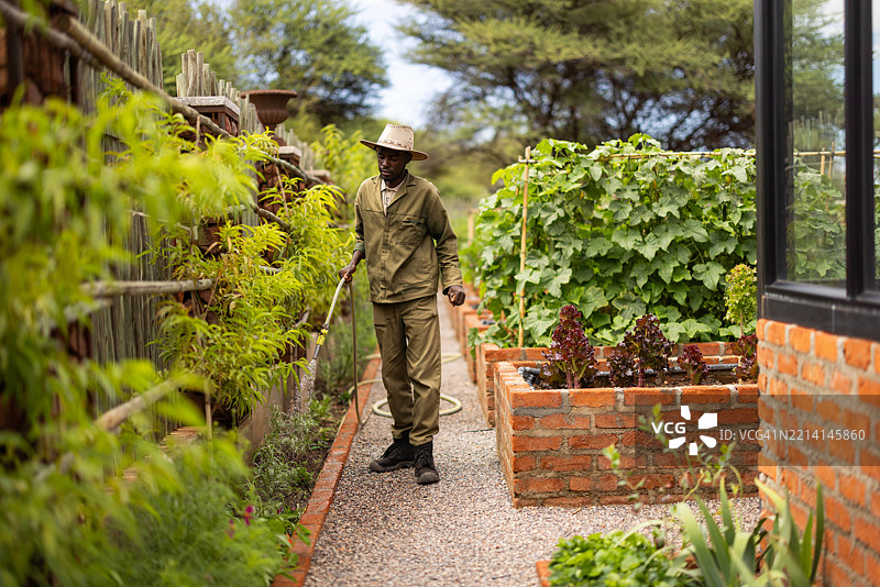 园丁在郁郁葱葱的蔬菜园中浇水图片素材