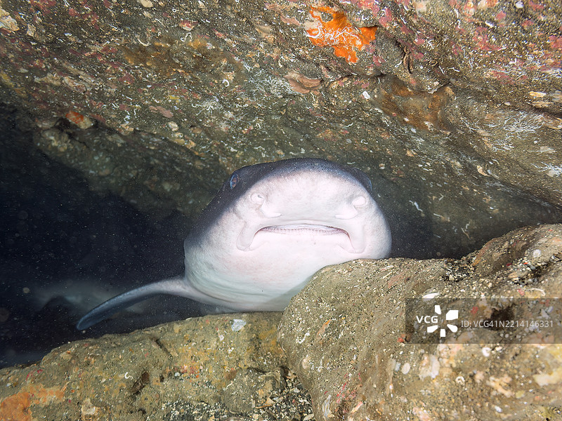 带纹犬鲨的学校，鲨鱼，三角鲨，斑点鳍红雀鱼，Ostorhinchus notatus鱼。它们成群睡觉。牙齿可见。在海洞中。图片素材