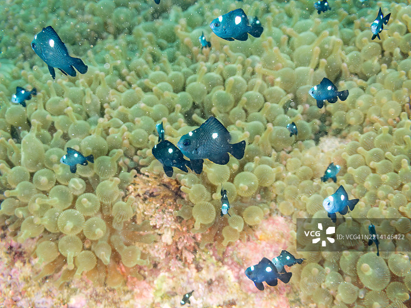 一大群可爱的三点小丑鱼（Dascyllus trimaculatus）和其他鱼类在美丽的海葵群落中。图片素材