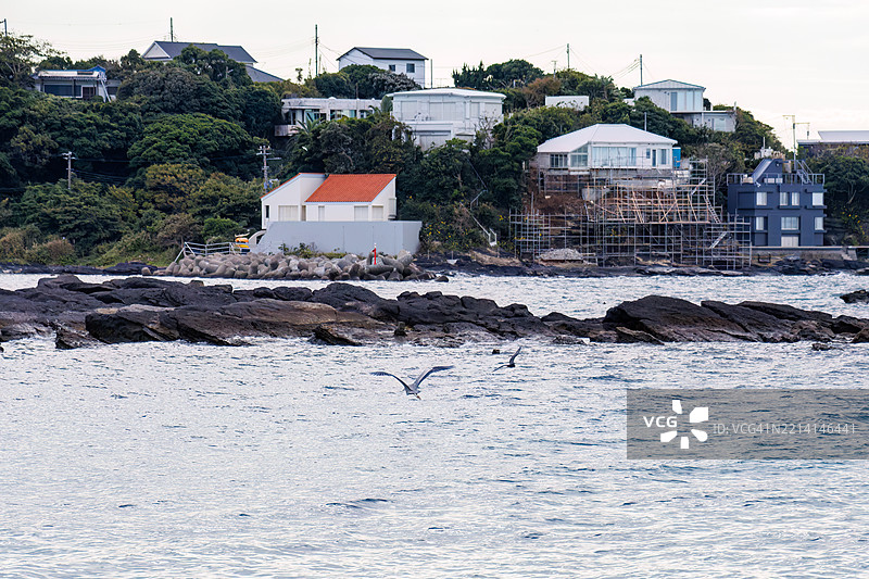 美丽的灰鹭（Ardea cinerea，属于白鹭科）拍打着翅膀飞出去。图片素材