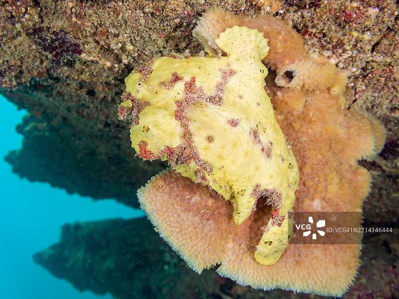 彩绘蛙鱼（Antennarius pictus），它在海绵上。图片素材