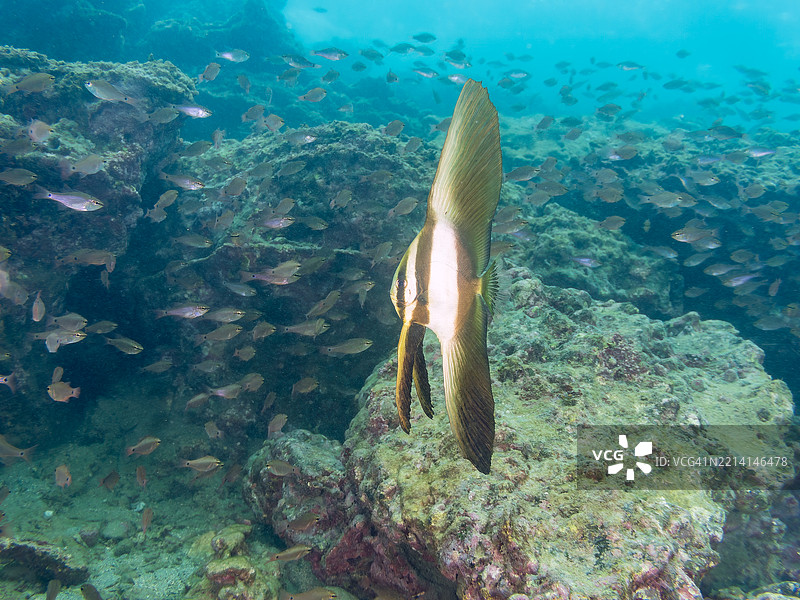 金色铲鱼(Platax boersii)幼鱼。一群美丽的斑点颈红雀鱼(Ostorhinchus notatus)和其他鱼类在水下洞穴中游弋。图片素材