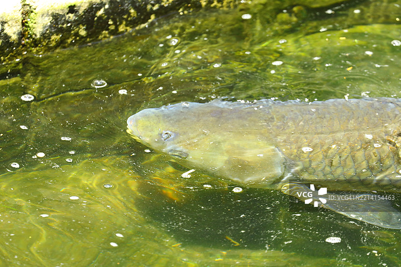 池塘里的鲤鱼图片素材
