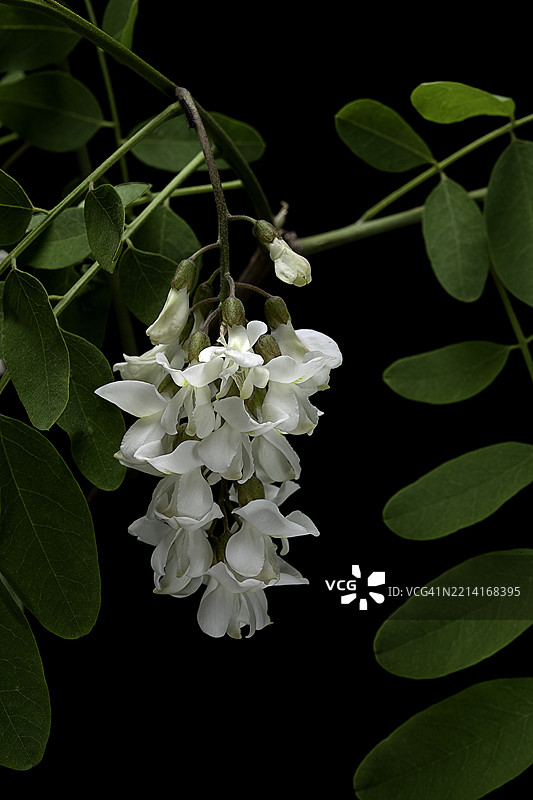 刺槐 (黑槐，假槐)图片素材