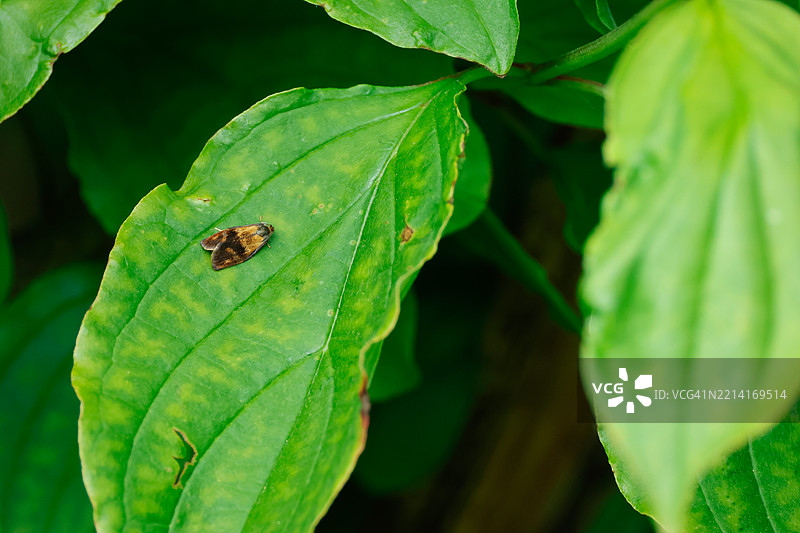 一只斑驳的扭蛾（Ptycholoma lecheana）栖息在叶子上。图片素材
