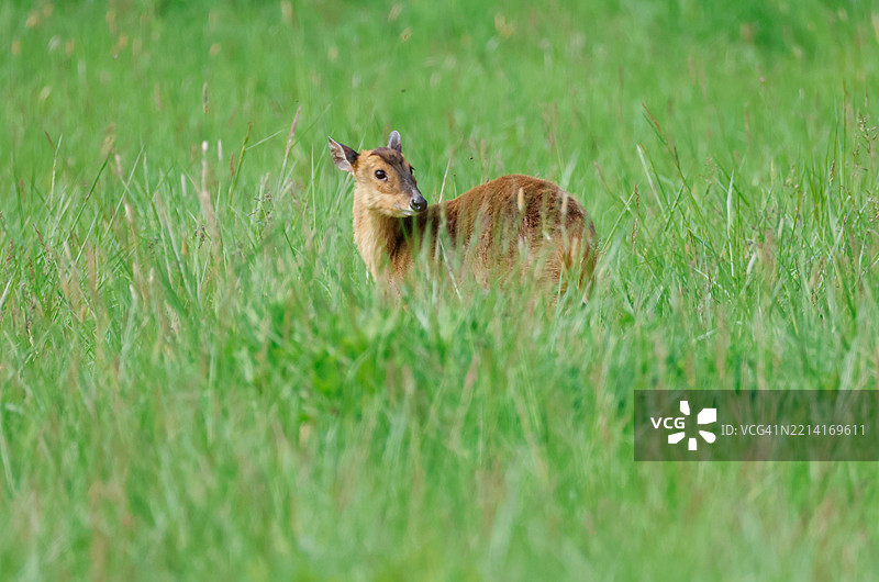 一只漂亮的梅花鹿（Muntiacus reevesi）在草地上觅食。图片素材