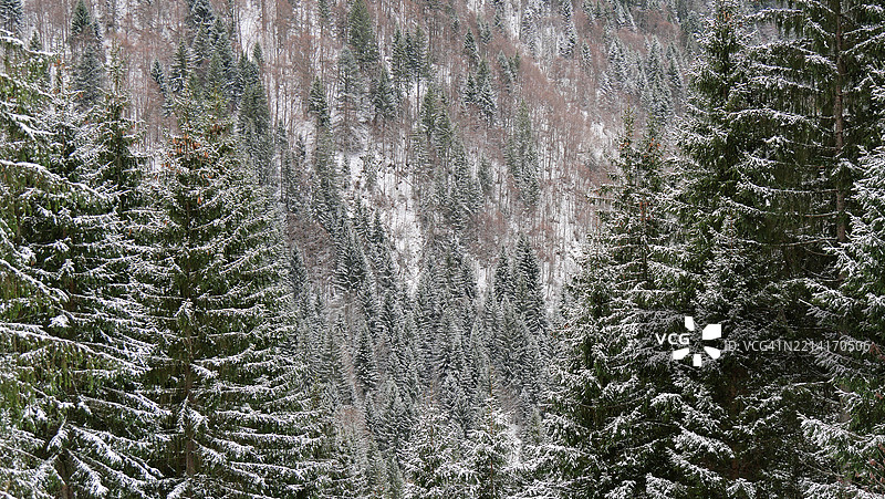 阿邦丹斯谷（Abondance Valley），上萨瓦省（Haute-Savoie），法国，雪覆盖的冷杉树特写。阳光。自然色彩。没有人。图片素材