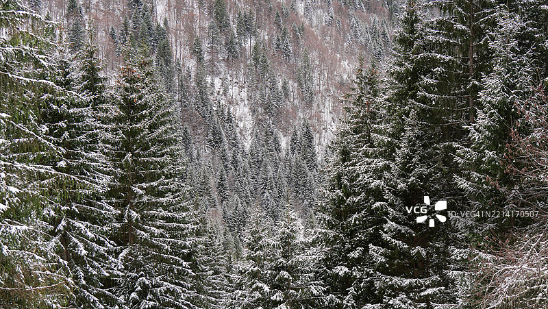 法国上萨瓦省阿邦丹斯谷的雪覆盖的冷杉树。阳光。自然色彩。没有人。16x9格式。图片素材