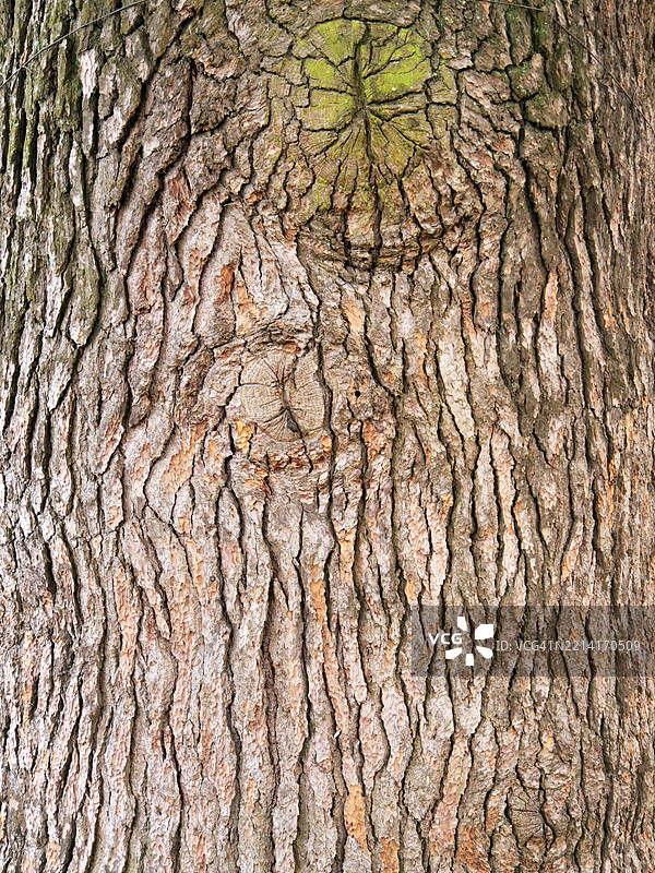 裂纹和风化的树皮上长满了地衣。粗糙的纹理。阳光。色彩。法国上萨瓦省埃维昂莱班。全画幅 4:3图片素材