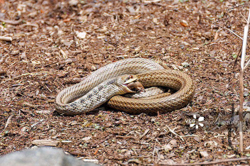 日本四线蛇，Eraphe quadrivirgata。它整只吞下日本蜥蜴，Plestiodon japonicus。图片素材