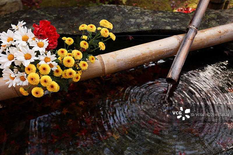 京都真如堂的秋季手水舍与菊花图片素材