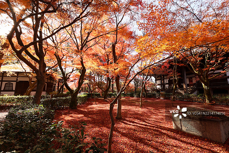京都真如堂寺的秋季 foliage图片素材