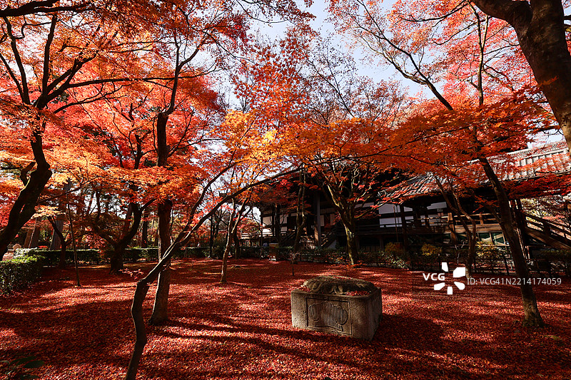 京都真如堂寺的秋季 foliage图片素材