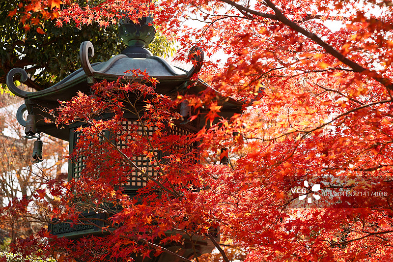 京都真如堂庭院中的秋叶灯笼图片素材