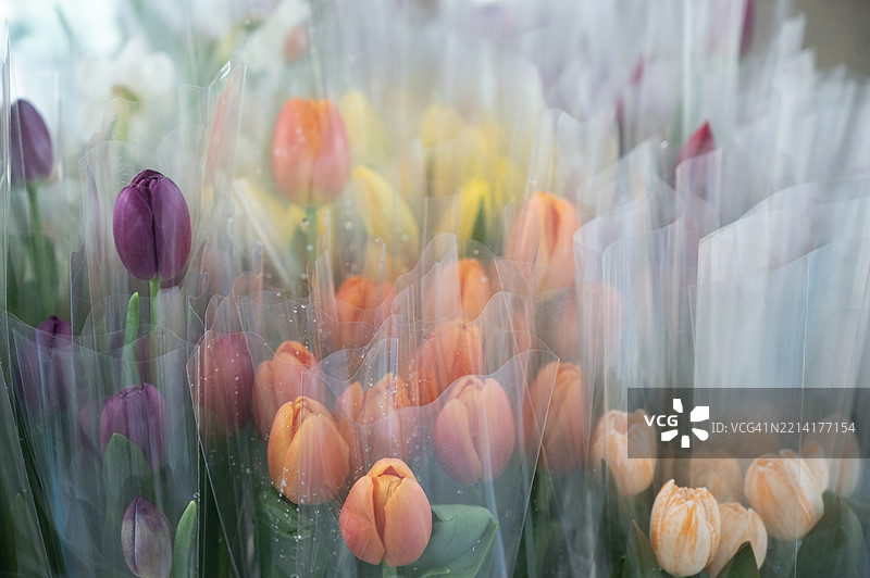 一束郁金香装在塑料袋里图片素材