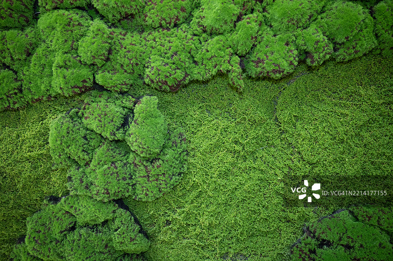 一株长满绿色苔藓的植物，带着一簇绿色叶子图片素材