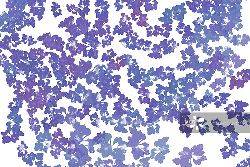 白色背景上的紫色花卉画作。图片素材