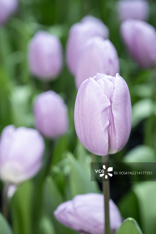 一片紫色郁金香的田野，田野郁郁葱葱。图片素材
