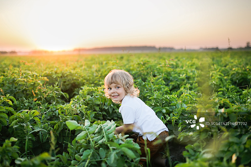 夏日冒险：金发幼儿在土豆田日落时分与独特的有机农业。图片素材