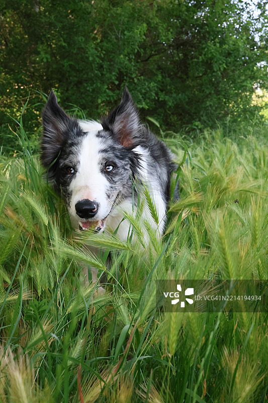 狗在高草中奔跑，朝着镜头冲来图片素材
