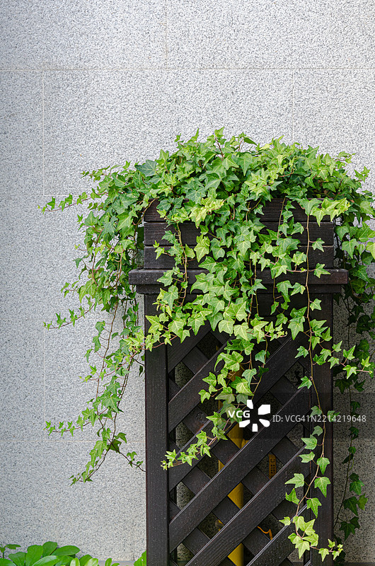 常春藤与大理石墙背景，经典欧洲花园美学图片素材