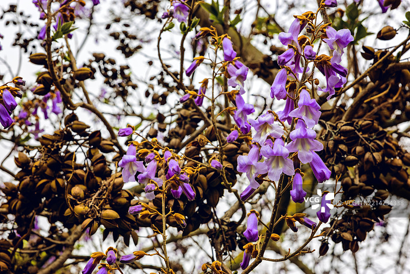 盛开的泡桐树，绚丽的紫色花朵和种荚图片素材