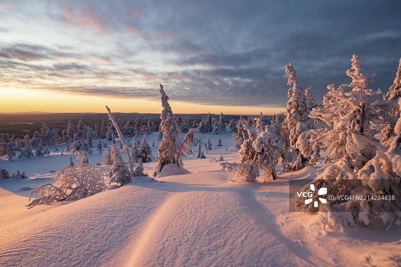 冬季风景，白雪覆盖的树木，瑞西屯图里国家公园，波西奥，拉普兰，芬兰，欧洲图片素材