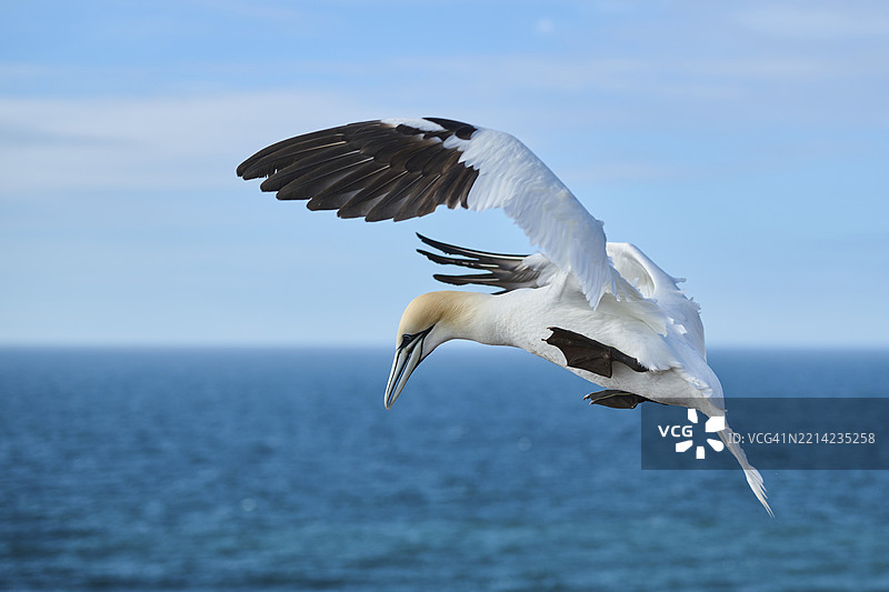 北方鸬鹚(Morus bassanus)在海面上飞翔,准备降落,野生动物,赫尔戈兰,德国,欧洲图片素材