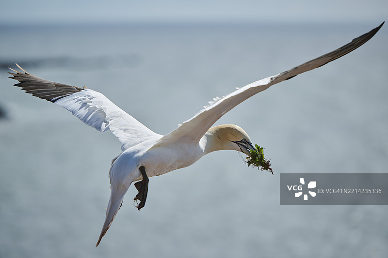 北方鸬鹚（北鲣鸟）在海面上飞翔，嘴里叼着铆钉材料，野生动物，赫尔戈兰，德国，欧洲图片素材