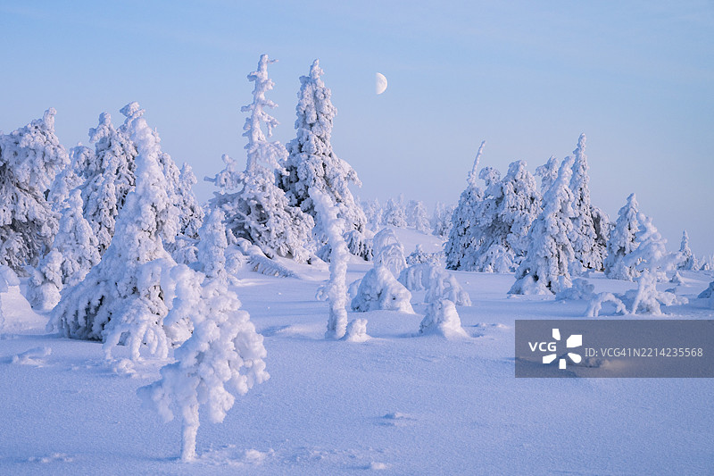 冬季风景，白雪覆盖的树木，瑞西屯图里国家公园，波西奥，拉普兰，芬兰，欧洲图片素材