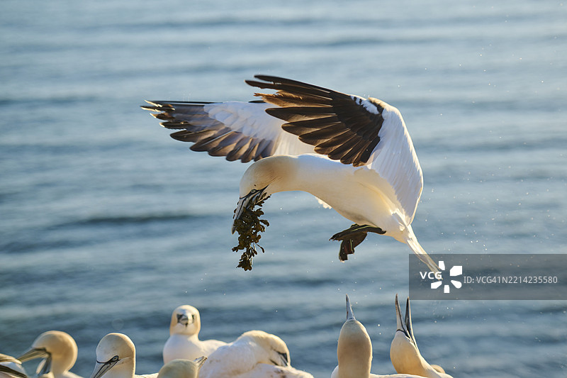 北方鸬鹚(Morus bassanus)在日落时分飞越海面,嘴里叼着铆钉材料,降落,野生动物,赫尔戈兰,德国,欧洲图片素材