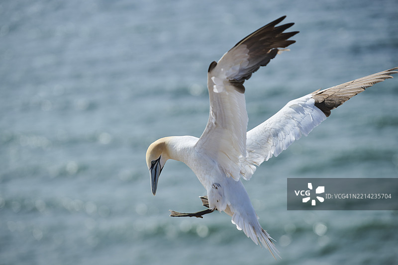 北方鸬鹚（Morus bassanus）在海面上飞翔，准备降落，野生动物，赫尔戈兰，德国，欧洲图片素材