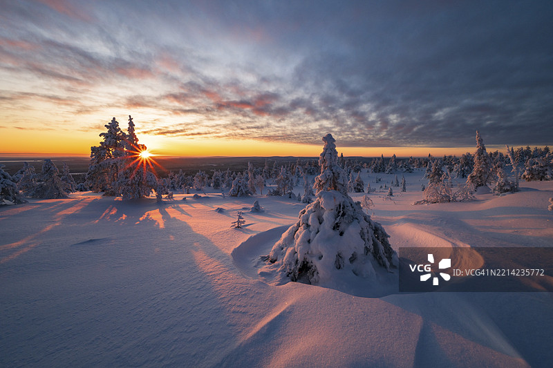 冬季风景，白雪覆盖的树木，瑞西屯图里国家公园，波西奥，拉普兰，芬兰，欧洲图片素材