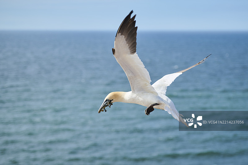 北方鸬鹚（Morus bassanus）在海面上飞翔，准备降落，野生动物，赫尔戈兰，德国，欧洲图片素材