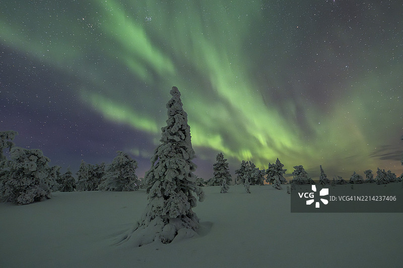 冬季风景下的北极光，覆盖着雪的树木，位于芬兰拉普兰的Riisitunturi国家公园，波西奥。图片素材