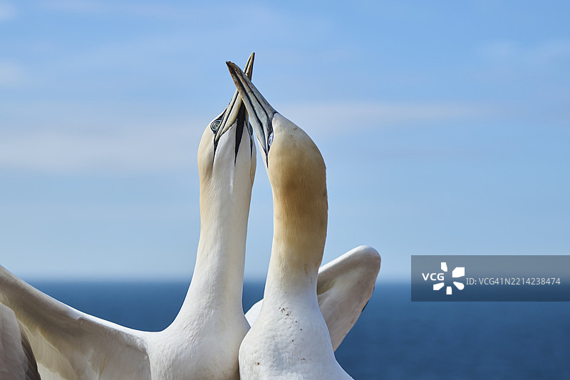 北方鸬鹚（Morus bassanus）用喙互相问候，肖像，特写，野生动物，赫尔戈兰，德国，欧洲图片素材