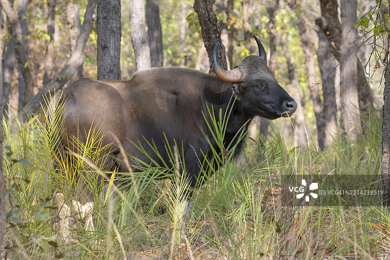 高原野牛(Bos gaurus),牛(Bovini),印度野牛,班达夫加尔国家公园,老虎保护区,中央邦,温迪亚山脉,印度,亚洲图片素材