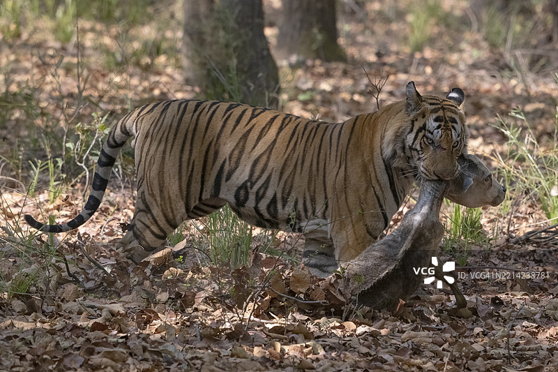 老虎（虎，Panthera tigris），孟加拉虎或印度虎，大型猫科动物（Pantherinae），食肉动物（Carnivora），高度濒危，一只面部受伤的雄性老虎杀死了一头年轻的牛，班达夫加尔国家公园，老虎保护区，中央邦，温迪亚山脉图片素材