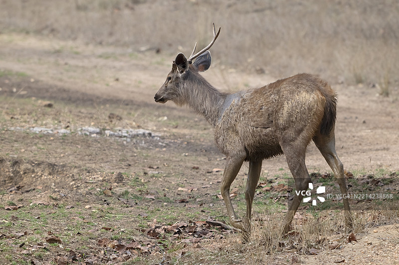 印度班达夫加国家公园的印度黑鹿(Cervus unicolor)、狍子、鹿、马鹿、贵族鹿,位于中央邦的温迪亚山脉,亚洲。图片素材