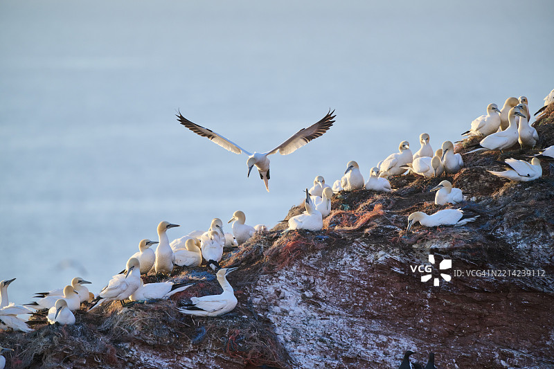 北方鸬鹚(Morus bassanus)在日落时分飞越悬崖上的栖息地,降落,野生动物,赫尔戈兰,德国,欧洲图片素材