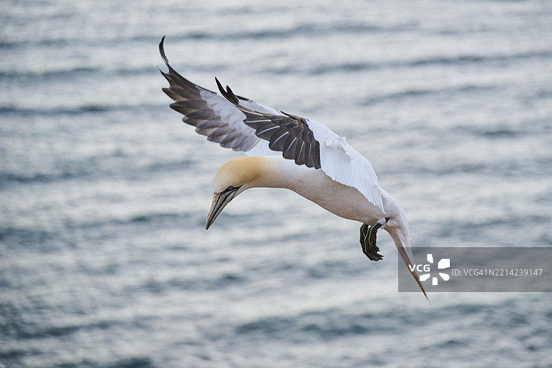 北方鸬鹚(Morus bassanus)在海面上飞翔,准备降落,野生动物,赫尔戈兰,德国,欧洲图片素材