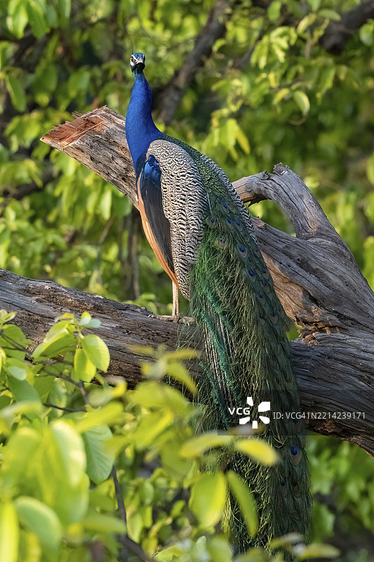 印度孔雀（波纹带鱼），属于雉科（Phasianidae）的鸟类，栖息在树上，目光接触，班达夫加尔国家公园，老虎保护区，中央邦，温迪亚山脉，印度，亚洲图片素材