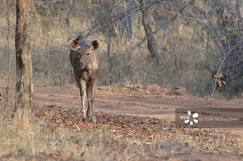 印度班达夫加国家公园的印度黑鹿（Cervus unicolor）、狍子、鹿、马鹿、贵族鹿，位于中央邦的温迪亚山脉，亚洲。图片素材