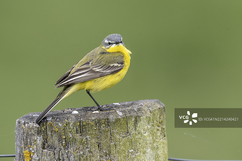黄鹂（Motacilla flava），下萨克森，德国，欧洲图片素材
